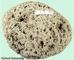 Pumice