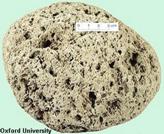 Pumice