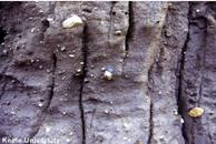 Boulder Clay: East Yorkshire coast