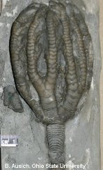 Crinoid