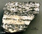 Gneiss hand specimen