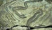 Lewisian Gneiss