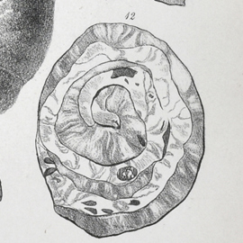 Thumbnail of a section through of a coprolite