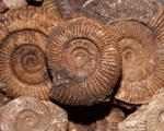 Brown ammonite fossils