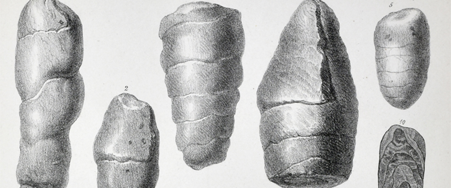 Lithograph of reptilian coprolites