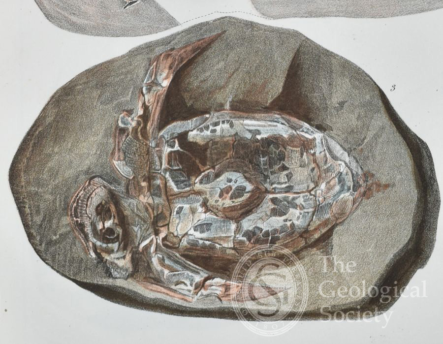 Pterichthys latus from Louis Agassiz’s ‘Monographie des poissons fossiles du vieux grès rouge..’ (1844/1845) Tab 3, fig 3.  