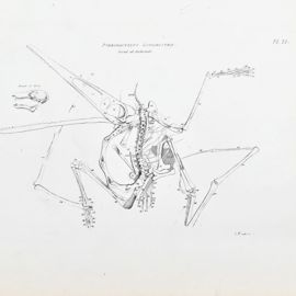 Print of the fossilised skeleton of Pterodactylus antiquus