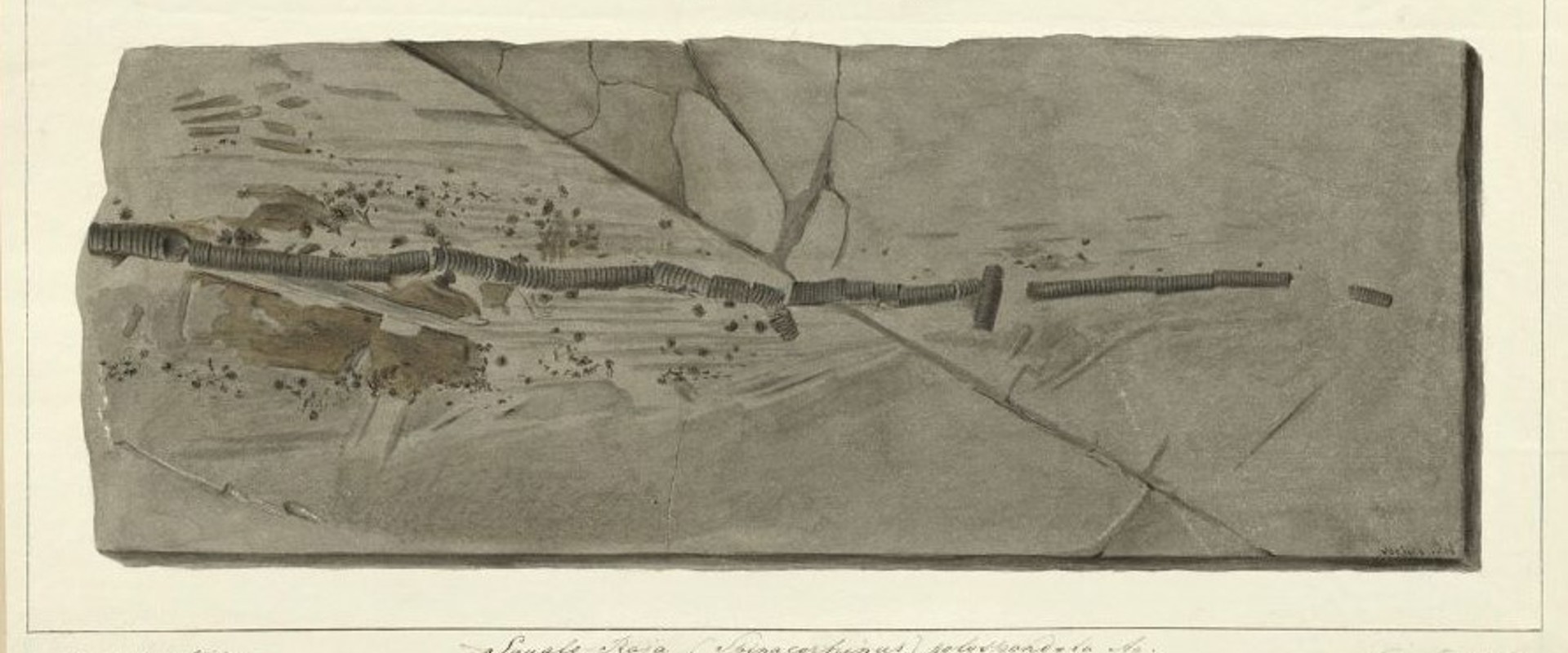 Watercolour of the tail of the Squaloraja