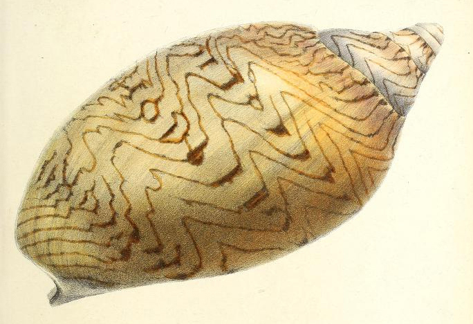 Scapha Maria Emma from Proceedings of the Zoological Society