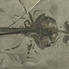 Detail of the squaloraja fossil