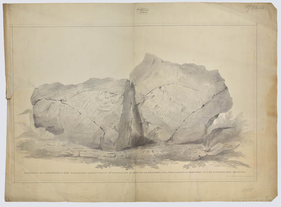 'Impression of a fish found in the Magnesian Limestone, in Mr [John] Goodchild's Quarry near Sunderland, the original specimen in the Sunderland Museum', by John Dobson [c.1814]. Ref: LDGSL/82/4.