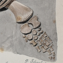 Detail of the paddle of Plesiosaurus macrocephalus