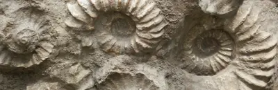 Rock Fossils