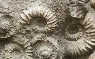 Rock Fossils