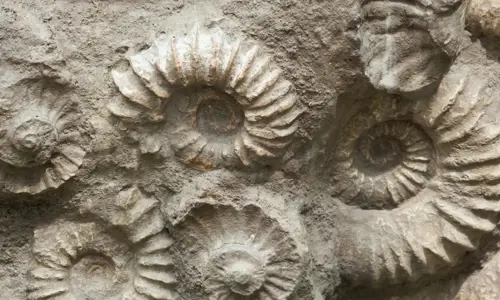 Rock Fossils