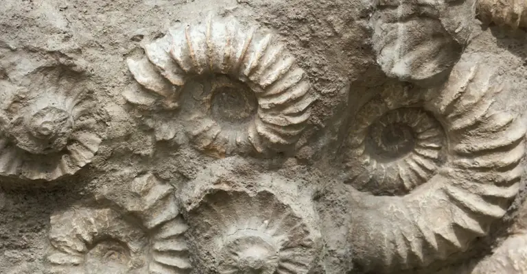 Rock Fossils
