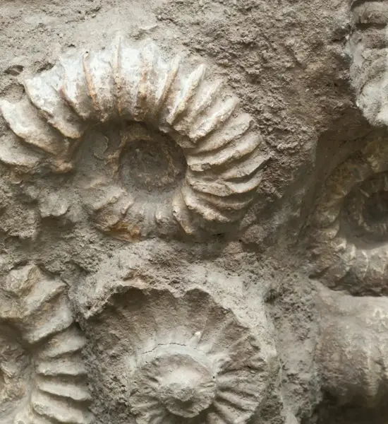 Rock Fossils