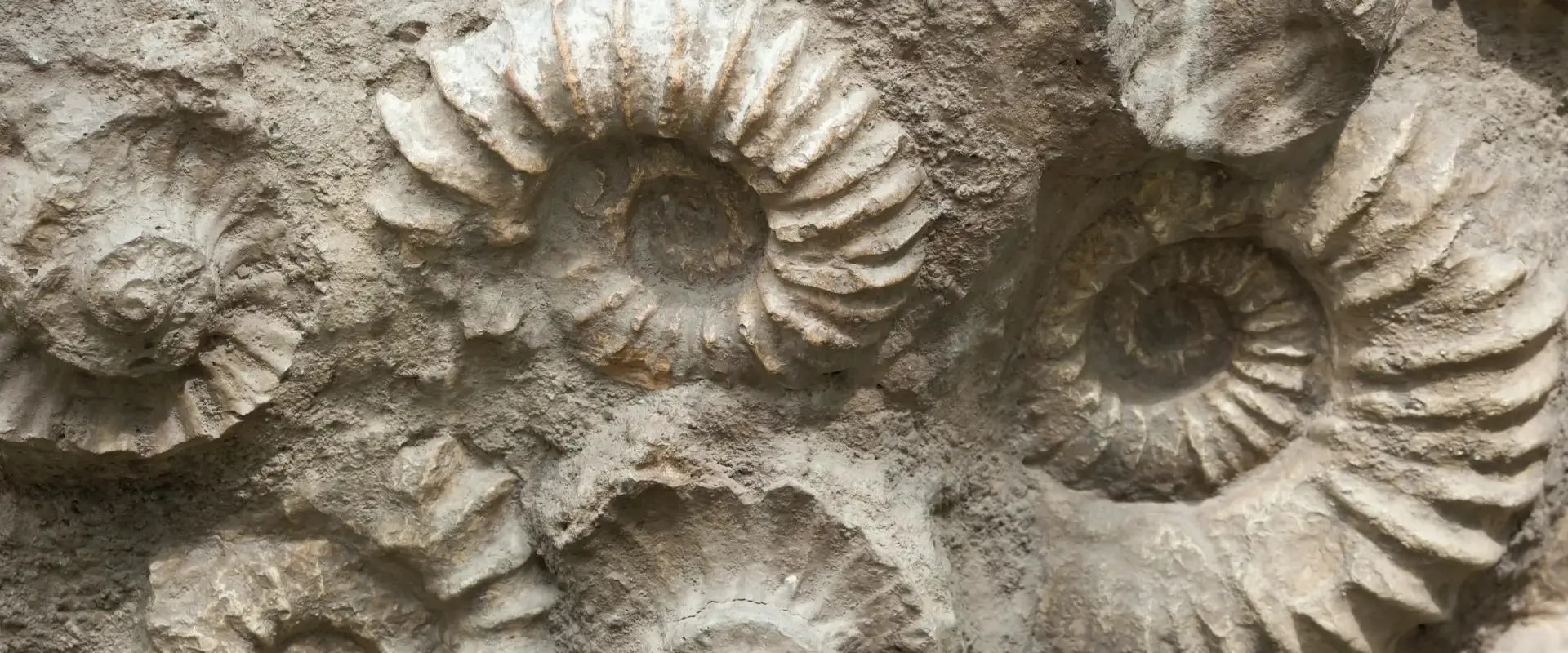 Rock Fossils