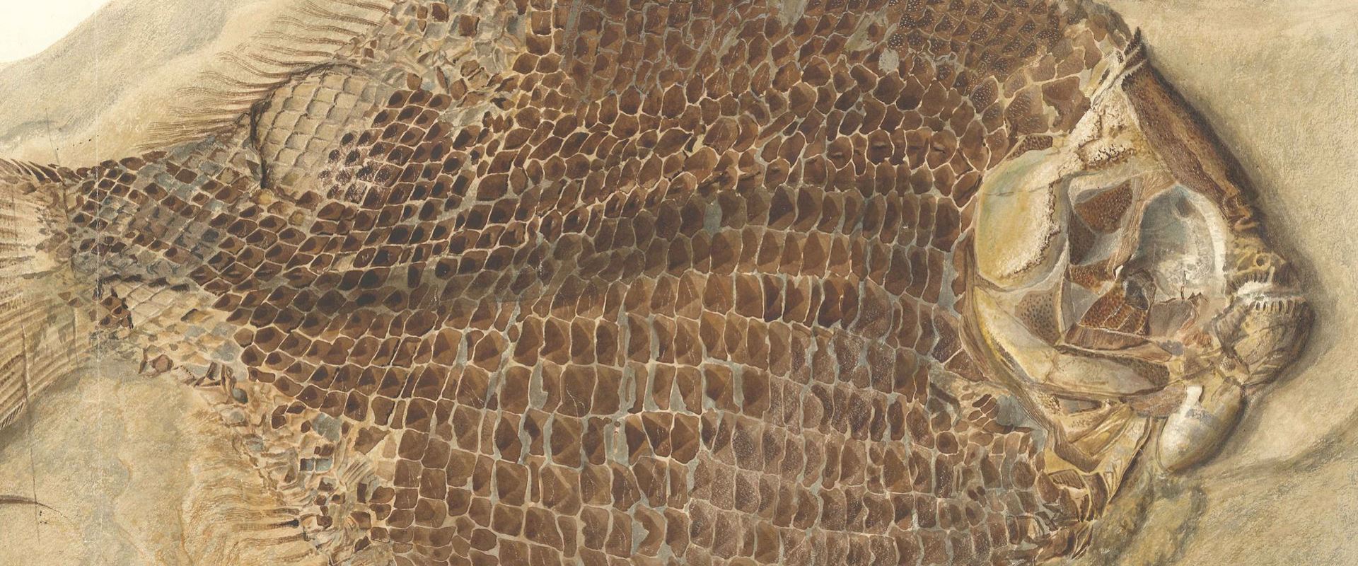 Watercolour painting of a fossil fish in dark and sandy browns with intricate scales