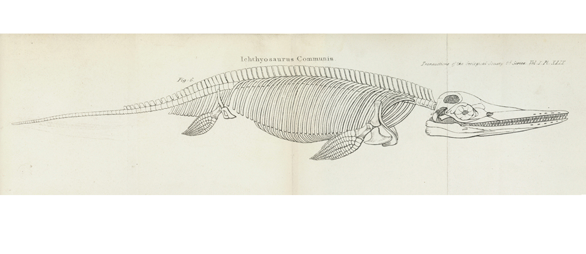 Reconstruction of the skeleton of an ichthyosaur
