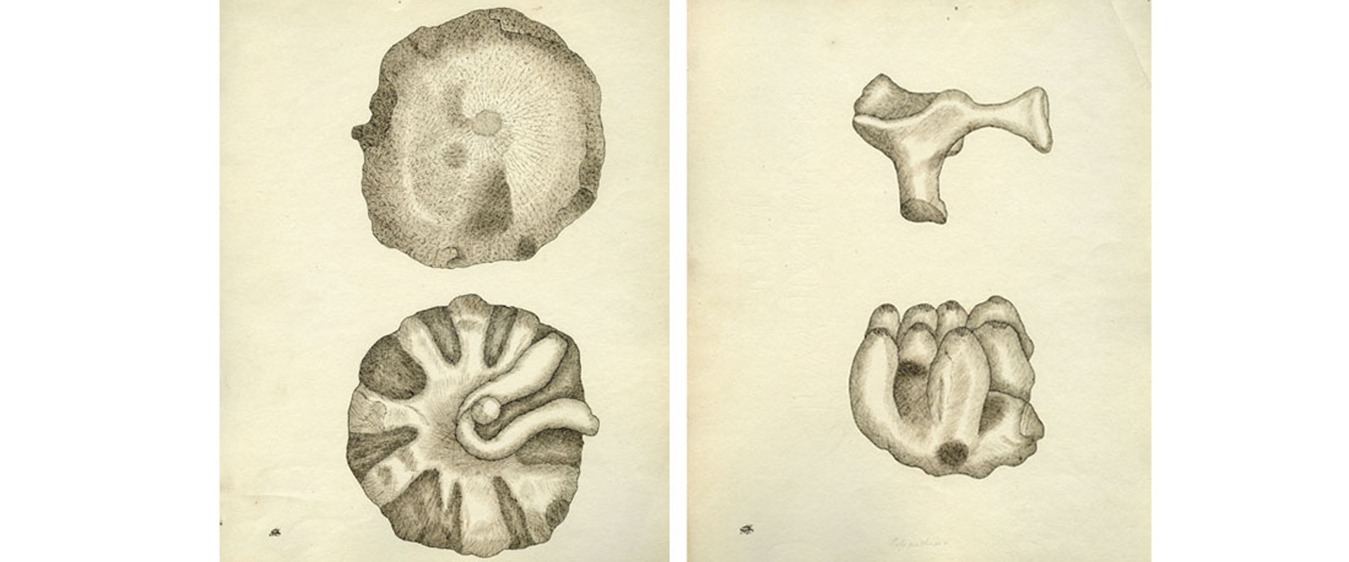 Composite of two drawings from 'Sketches of fossil Alcyonia from the Green Sand Formation at Warminster Common and the immediate vicinity of Warminster in Wiltshire', by Etheldred Benett, 1816.