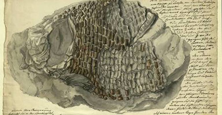 19th Century drawing of Fossil Fish Lepidotus, showing intricate scales, and surrounded by handwritten notes