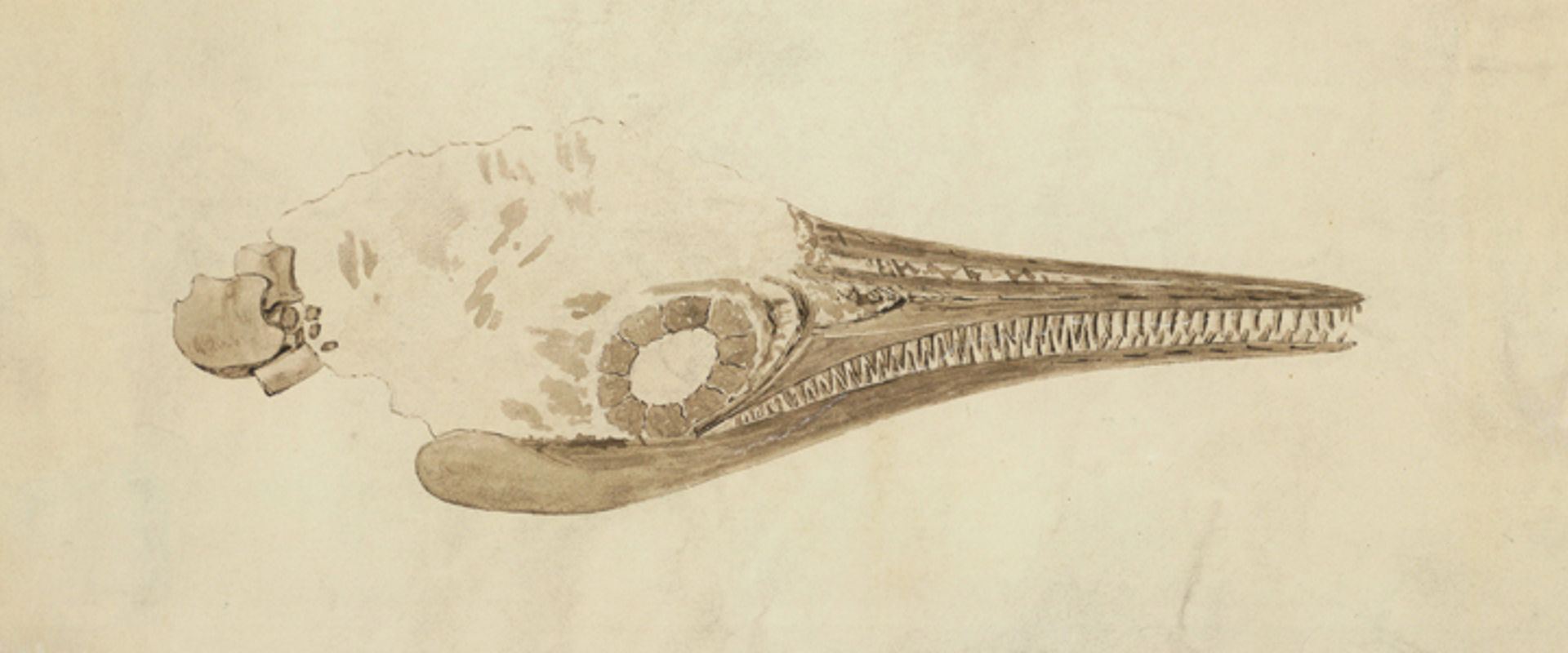 Drawing in fossil sepia of an ichthyosaur skull by Elizabeth Philpot