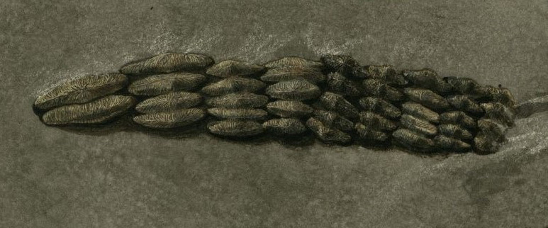Watercolour of the teeth of Acrodus anningiae Agassiz 