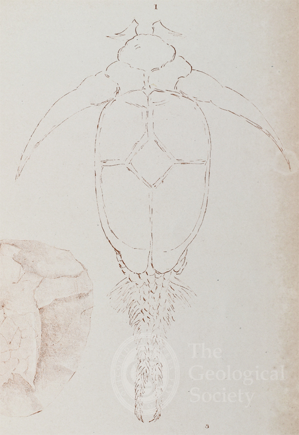 Pterichthys cornutus from Patrick Duff’s ‘Sketch of the geology of Moray’(1842).