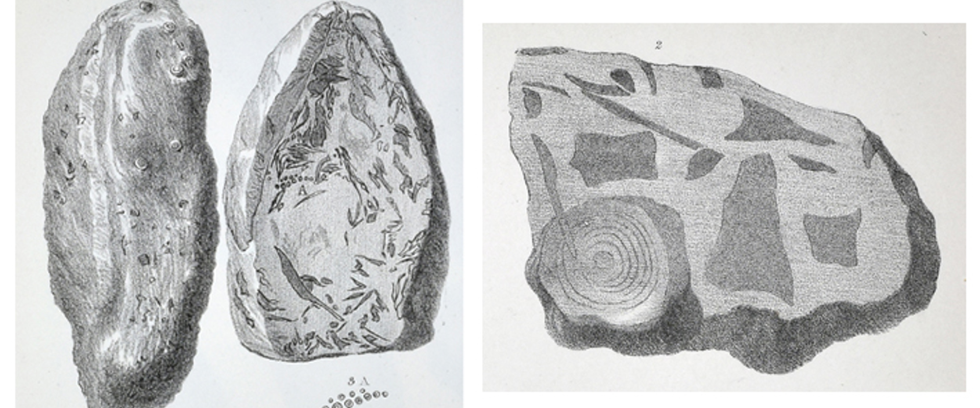 Composite image showing coprolites