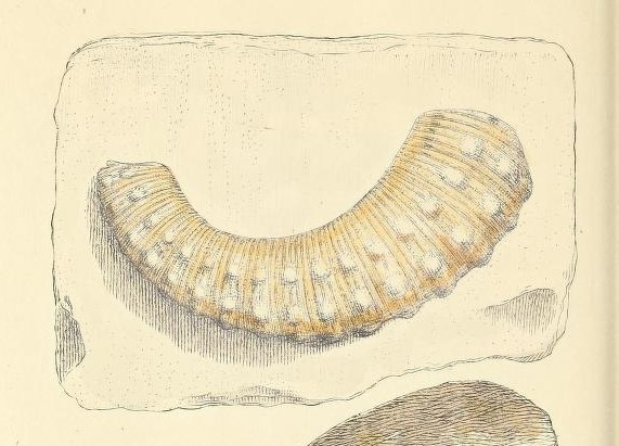 Hammites plicatilis from James Sowerby’s ‘Mineral Conchology’, vol 3 (1821).