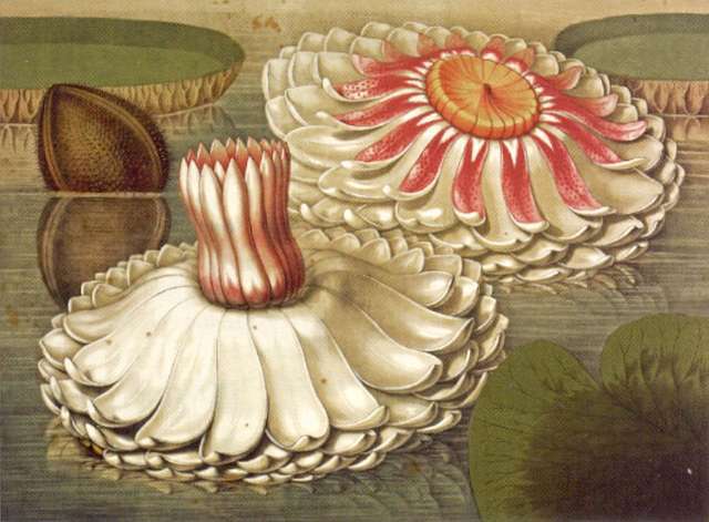 Lily In A Selection Of Hexandrian Plants By Priscilla Susan Bury 1831