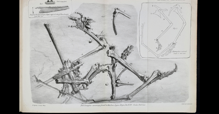 Lithograph of the incomplete pterosaur fossil found by Mary Anning in December 1828.