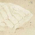 Stagonolepis robertsoni