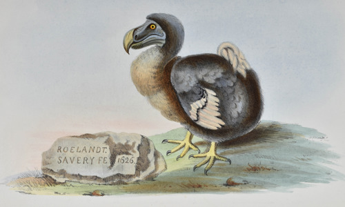 A painting of a dodo bird on green grass beside a rock