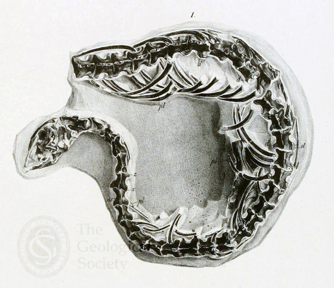 Dolichosaurus longicollis from Dixon, F, ‘The geology and fossils of the Tertiary and Cretaceous formations of Sussex’, Tab 38, fig 1