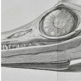 Detail of Temnodontosaurus platyodon