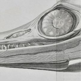 Detail of Temnodontosaurus platyodon