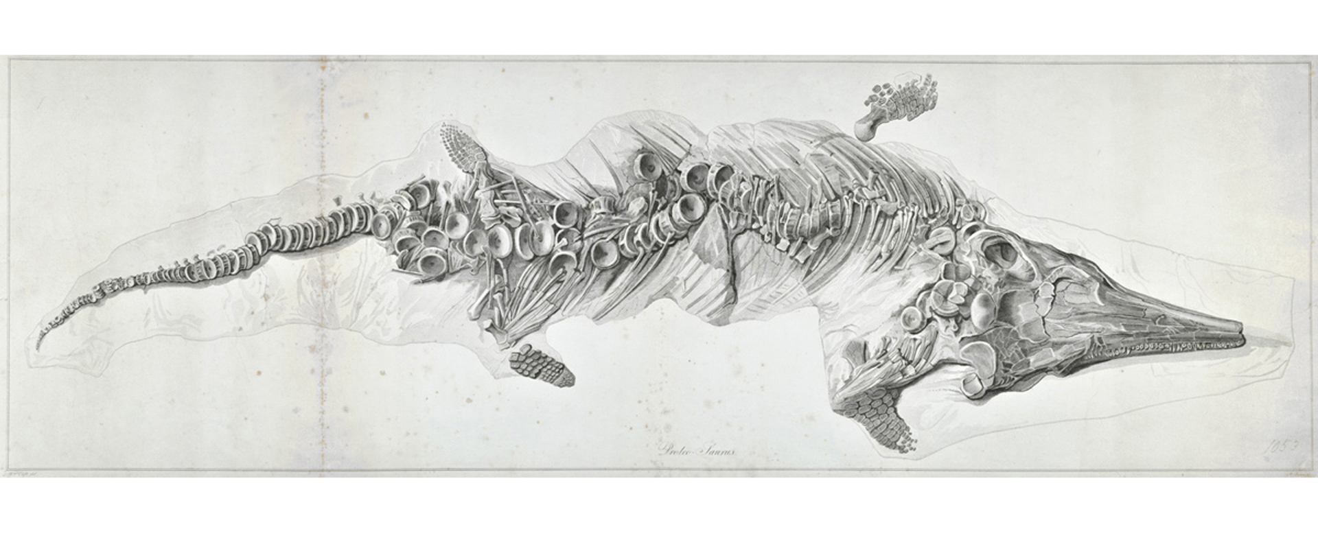 Engraving of the first complete ichthyosaur called the Proteosaurus