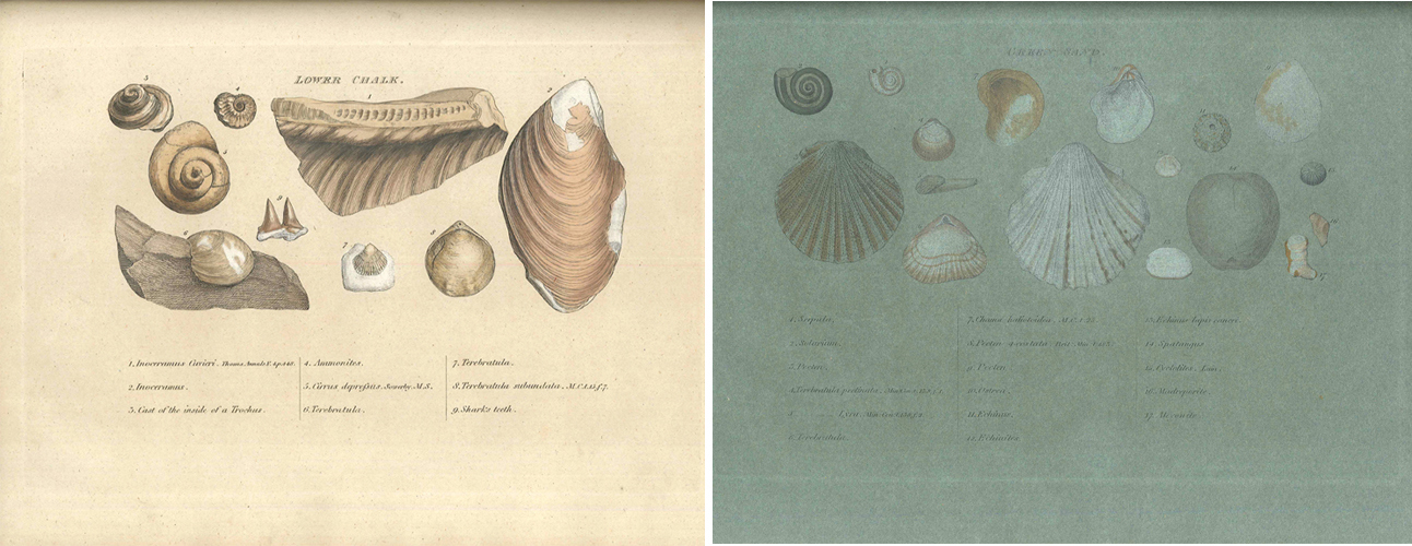 Lower Chalk and Greensand plates from Smith's 'Organized Fossils'