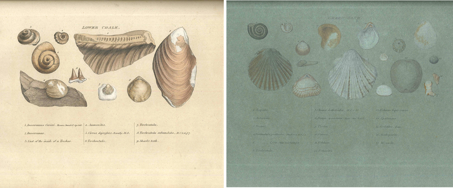 Lower Chalk and Greensand plates from Smith's 'Organized Fossils'