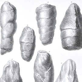 Detail of coprolites