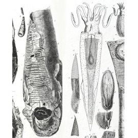 Composite image of Belemnosepia from Buckland's Bridgewater Treatise