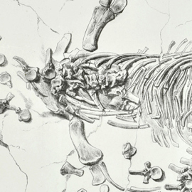 Detail of the Plesiosaurus dolichodeirus print published in the Transactions of the Geological Society