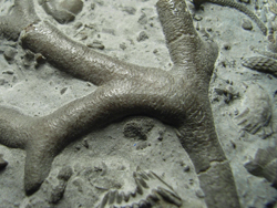 Bryozoan from Wren's Nest