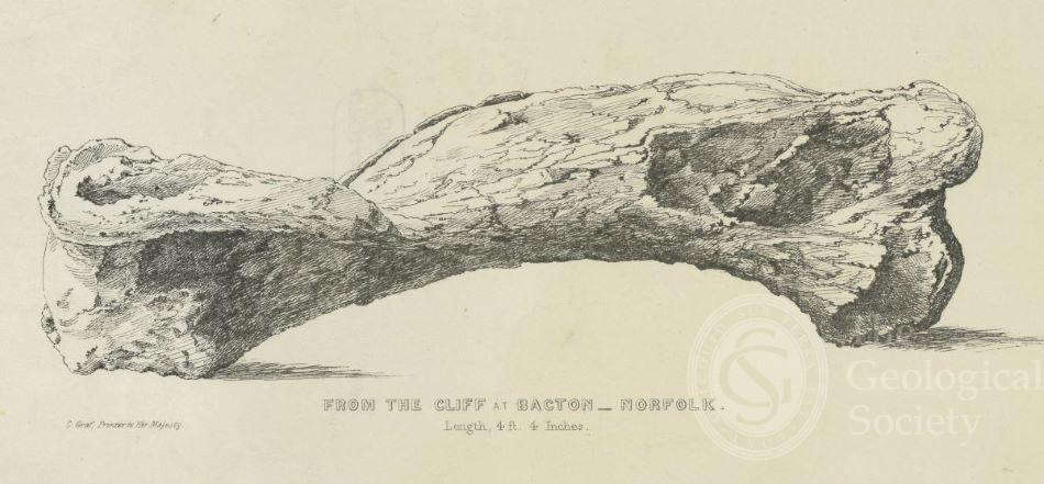 Mammoth bone from Bacton from Anna Gurney's collection