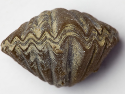 Howellal Brachiopod from Wren's Nest