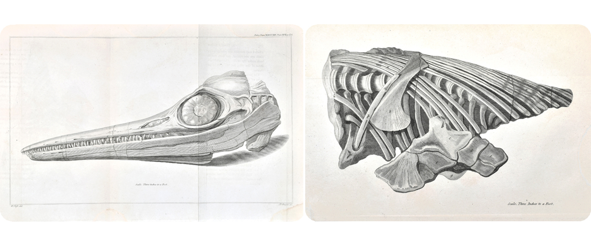 Engraving of the skull and ribs of the Ichthyosaur found by Mary Anning