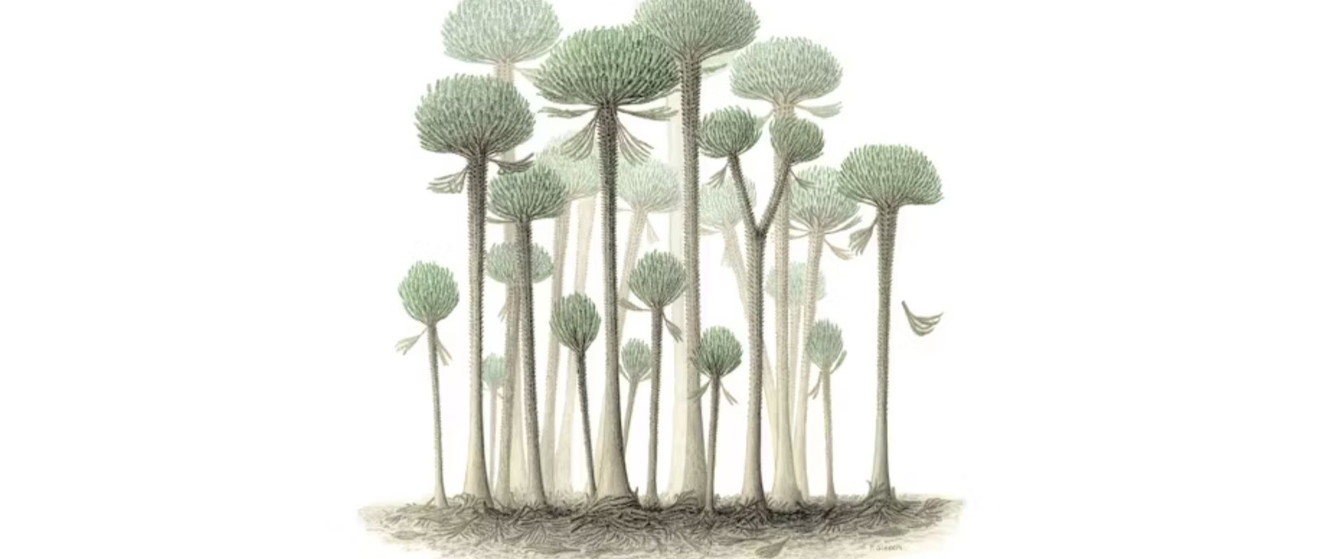 Fossil Forest