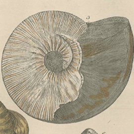 Detail of a shell from the Kelloways Stone